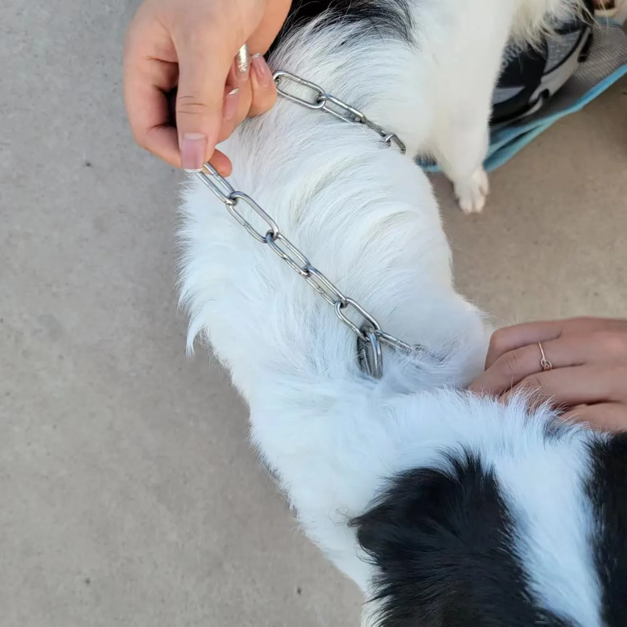 Stainless Steel Pet Leash Dog Collar Explosion-Proof Anti-Tugging Anti-Sweat Handle Dog Leash 7FT Heavy Duty Leashes