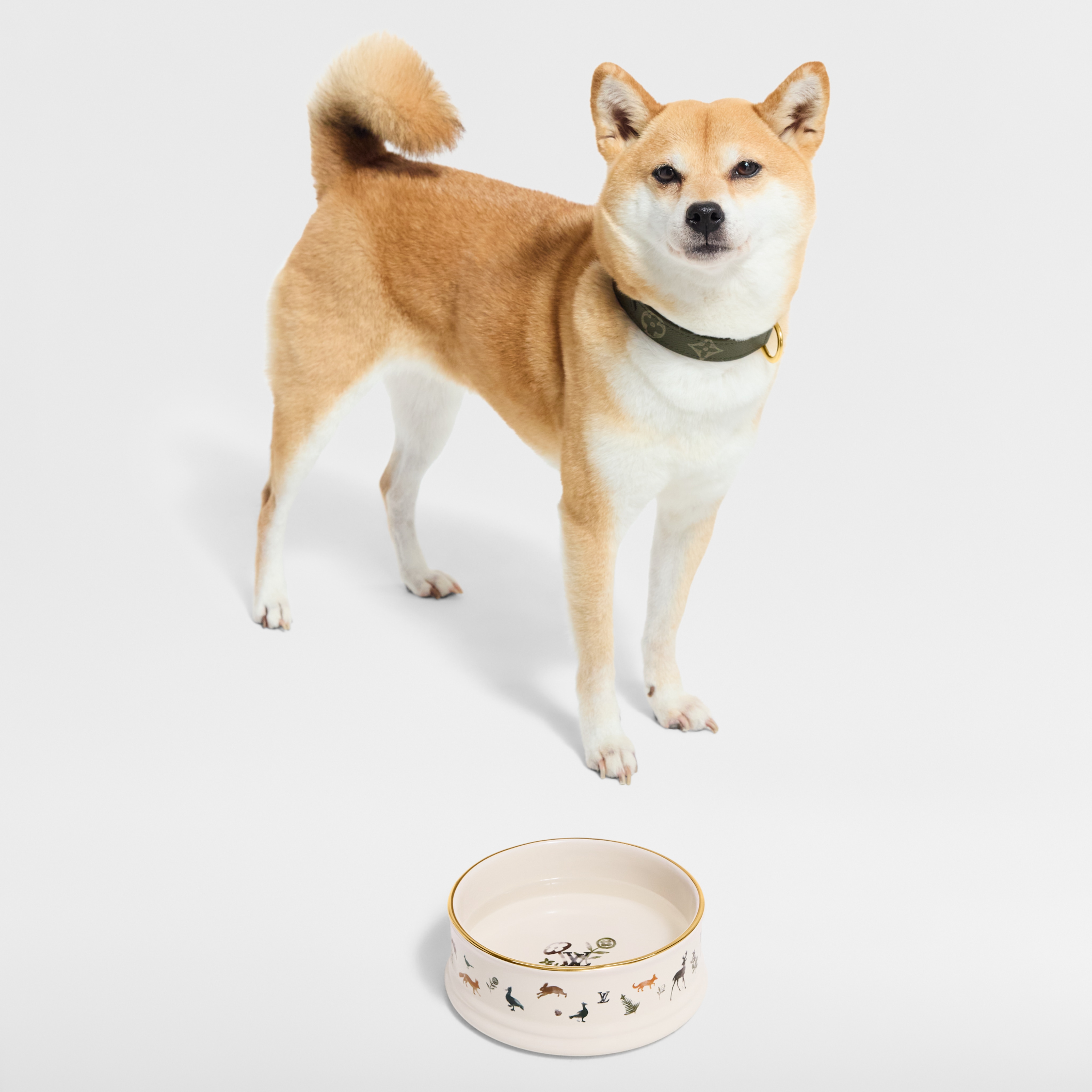 ドッグ ボウル
