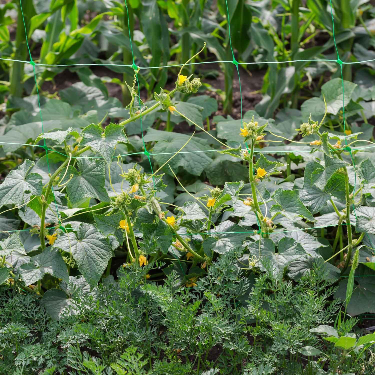 B2X Spaliernetz 180 x 500 cm 3er-Set