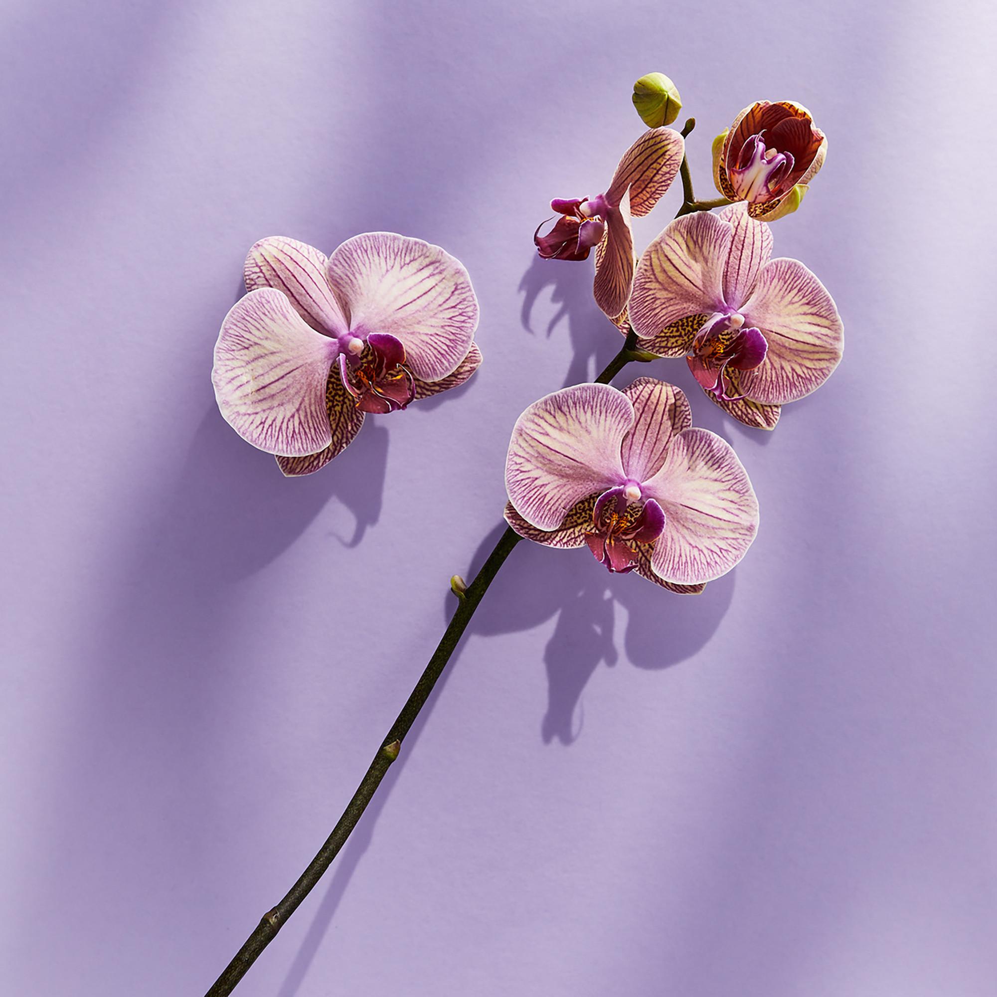 NIVEA Shower Pflegedusche Diamond Argan Oil