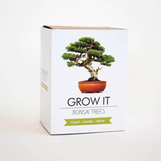 Gift Republic Grow it Bonsai DIY Baum - Wohndekoration