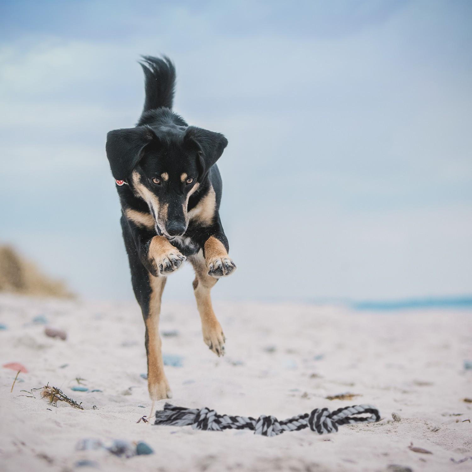 B2X Seil für Hundespielzeug - 2 Stk