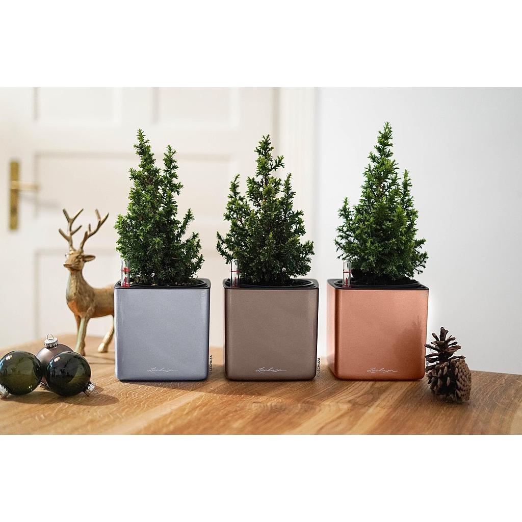 Lechuza CUBE Glossy all-in-one