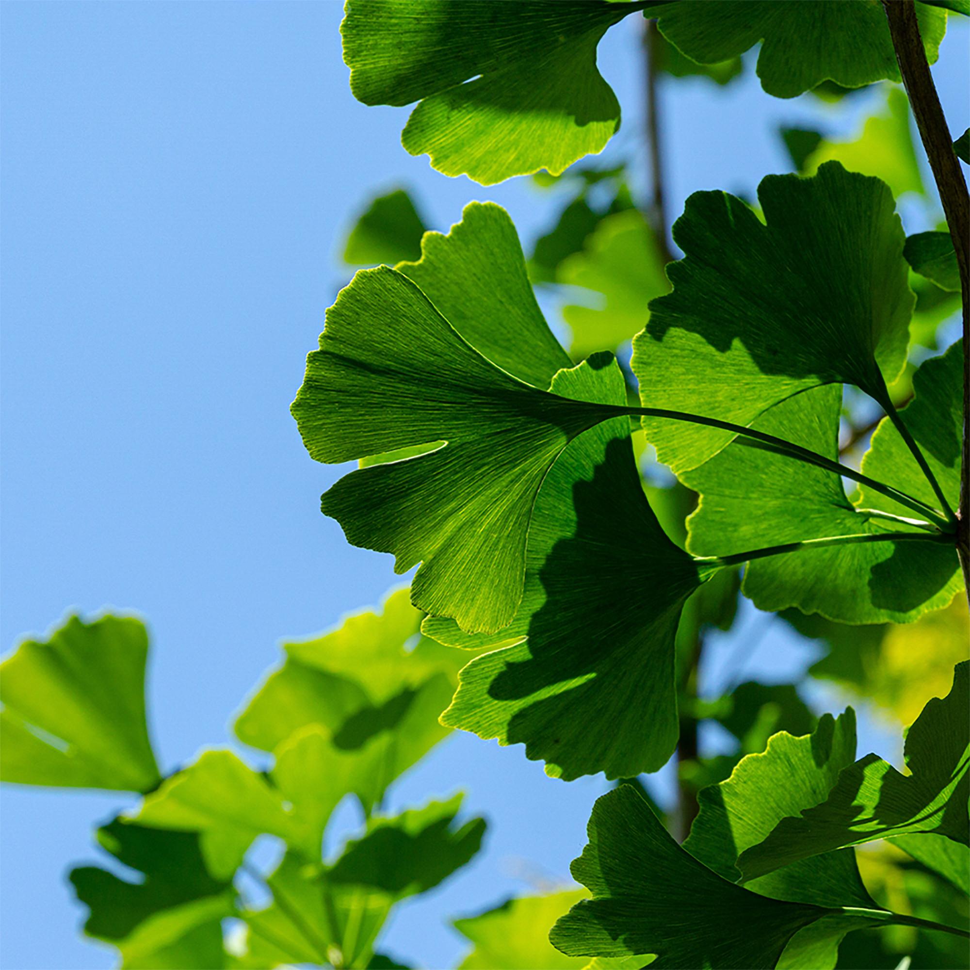 Sekoya Swiss Ginkgo & Ginseng | Für das Gedächtnis