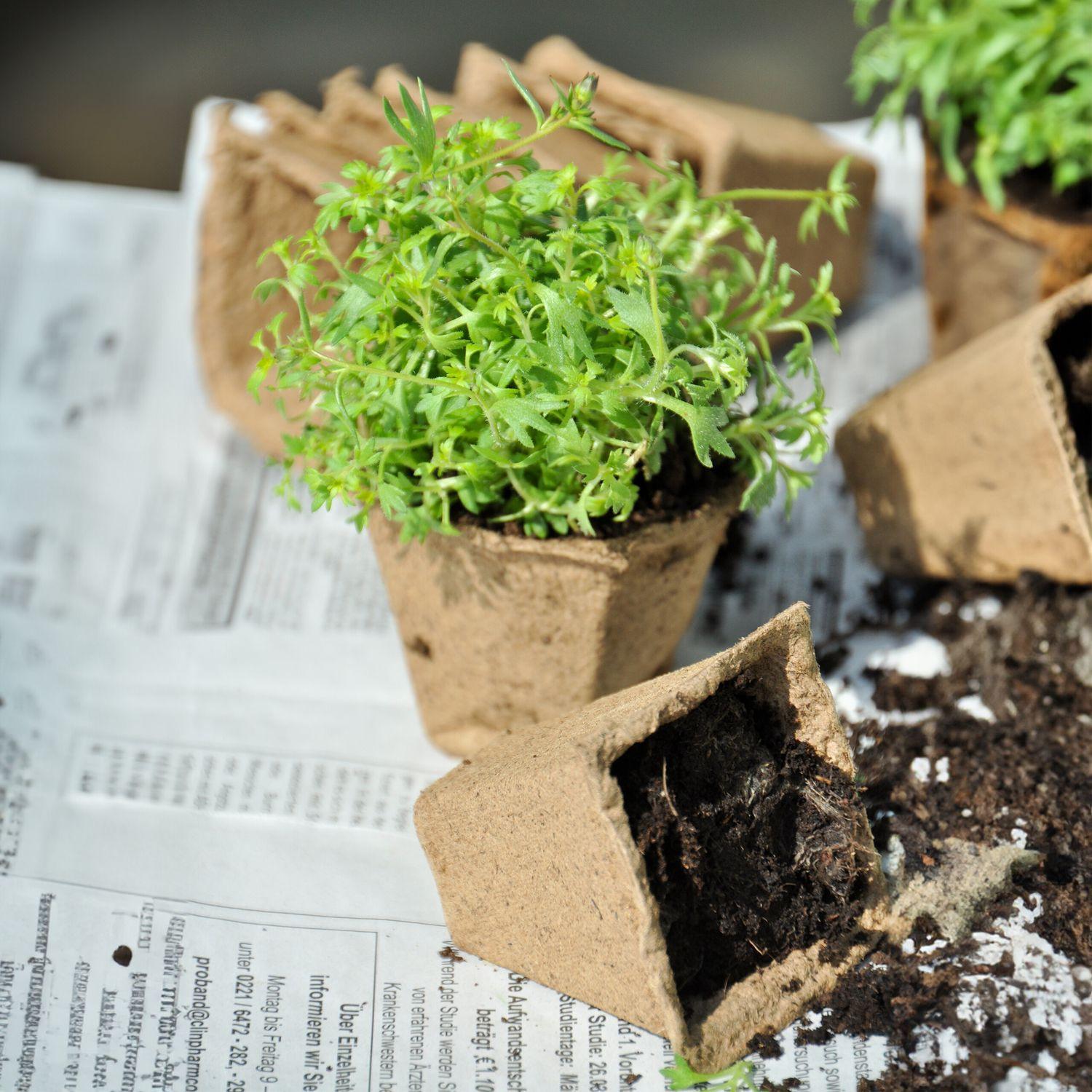 B2X Anzuchttöpfe, 200 Stück, mit Etikett