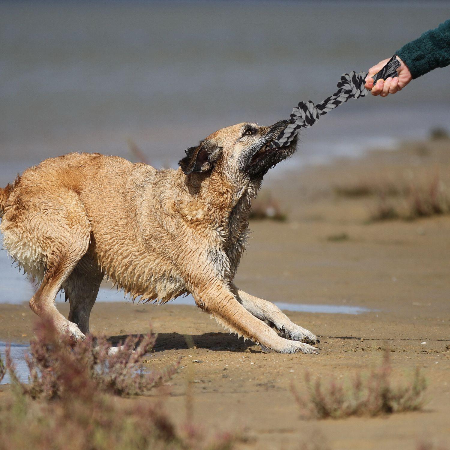 B2X Seil für Hundespielzeug - 2 Stk