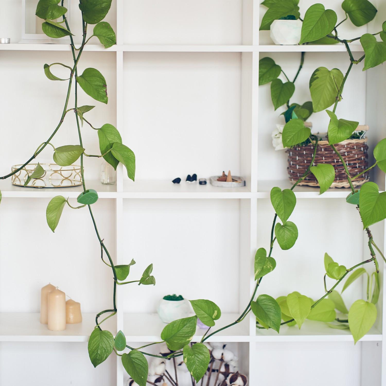 B2X Selbstklebende Pflanzenklammern im Set zu 140 Stück