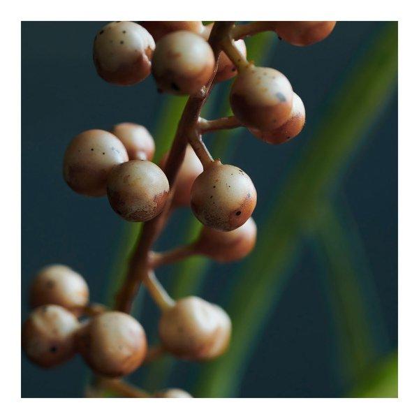 house doctor Kunstblume Buckthorn