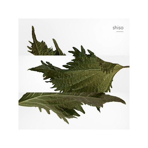 HERMÈS Terre d'Hermès, Parfum