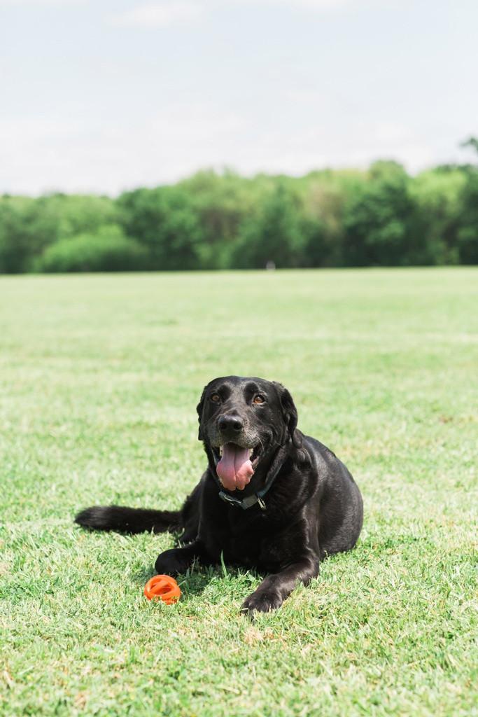 Chuckit Chuckit! Air Fetch Ball Medium