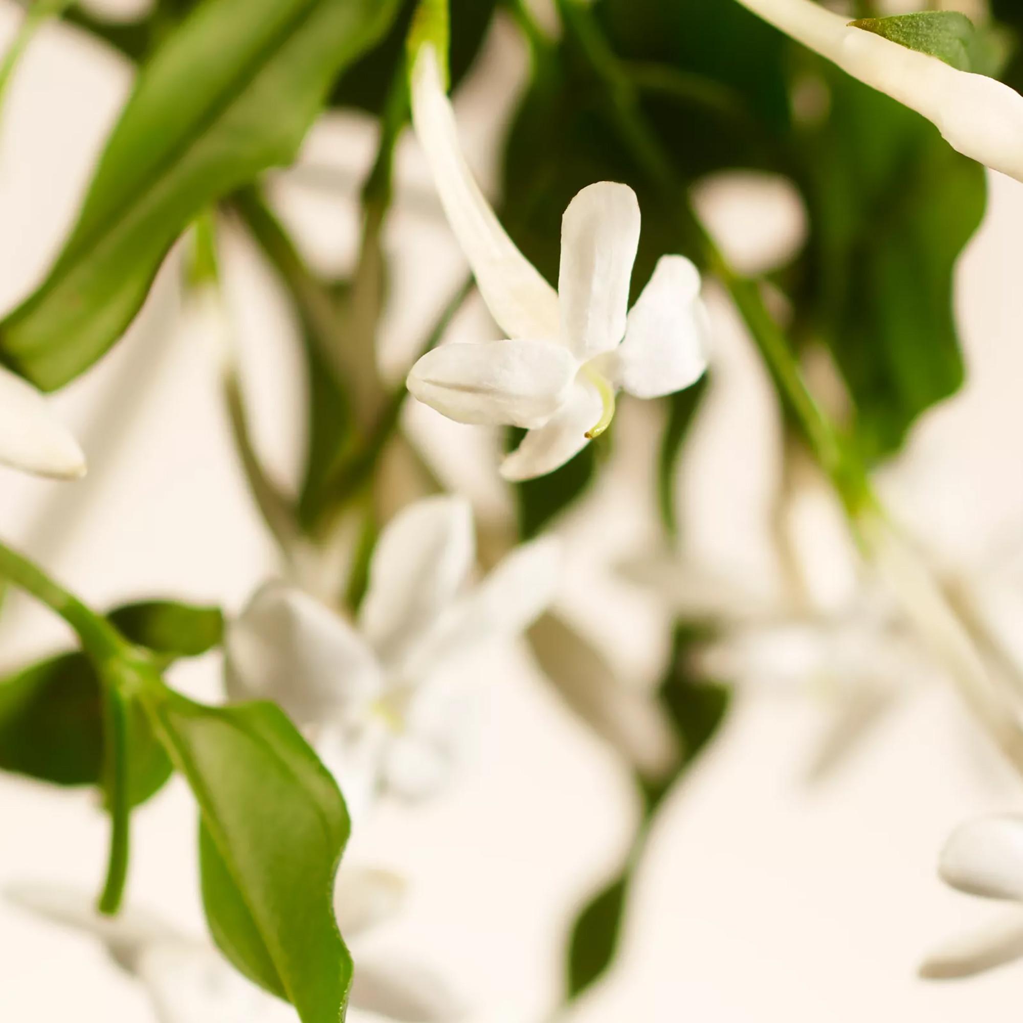 RITUALS Refill Scented Candle Private Collection Sweet Jasmine