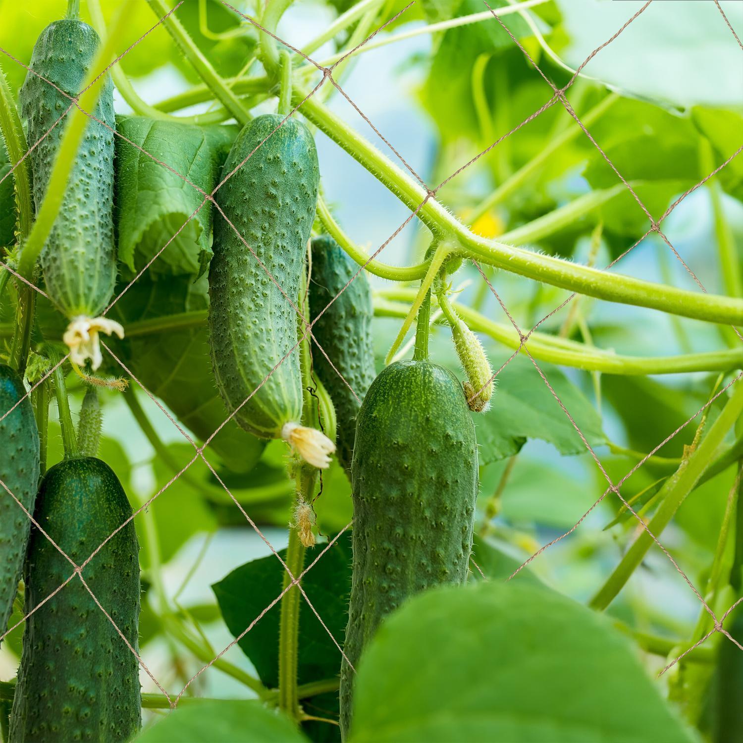 B2X Gitternetz aus Jute