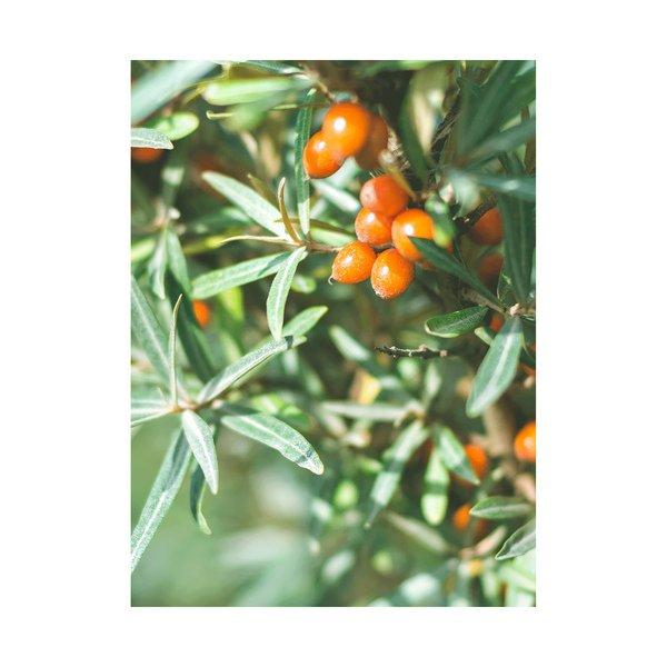 RAUSCH Strong Refill Non-Aerosol Hairspray