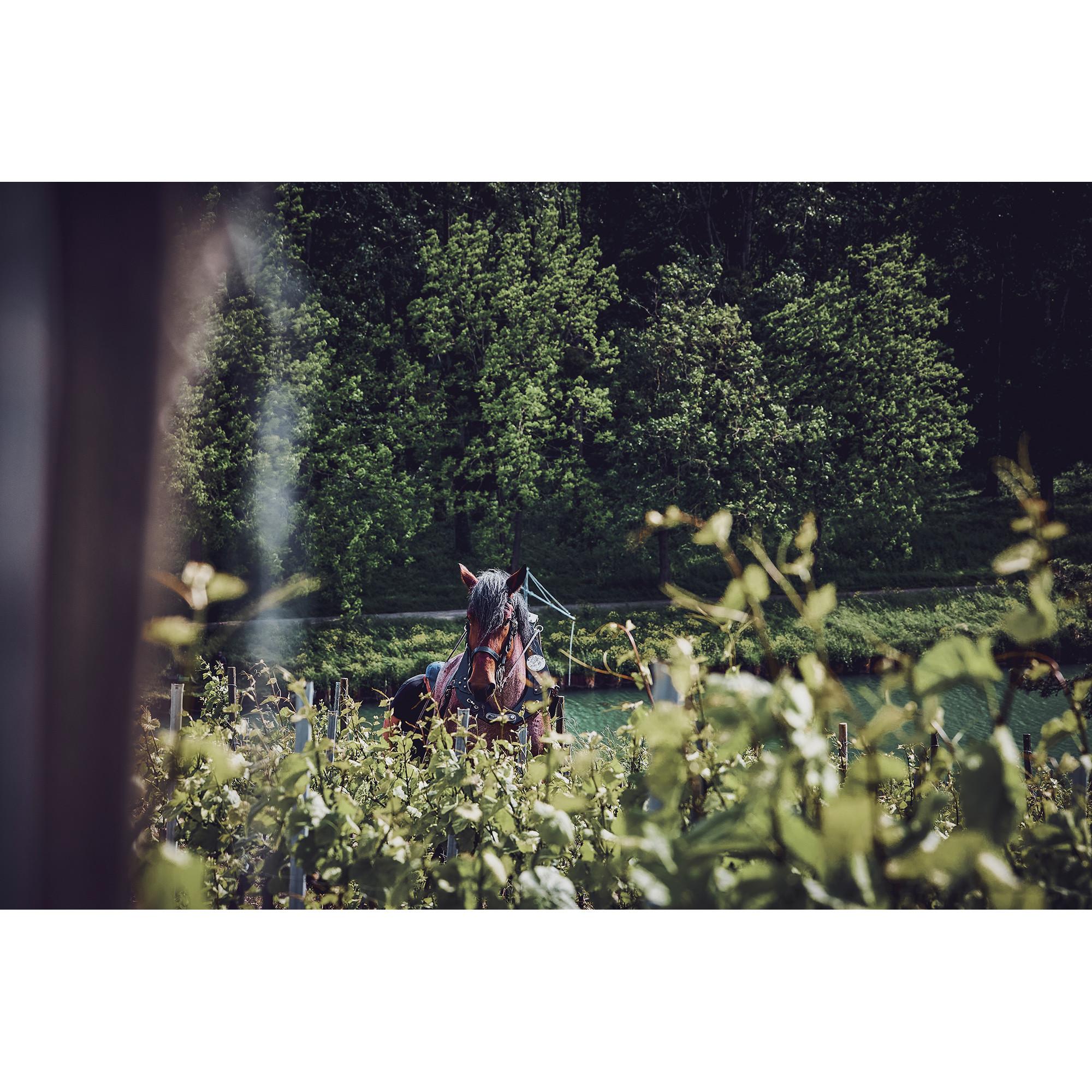 Philipponnat Rosé Royale Réserve