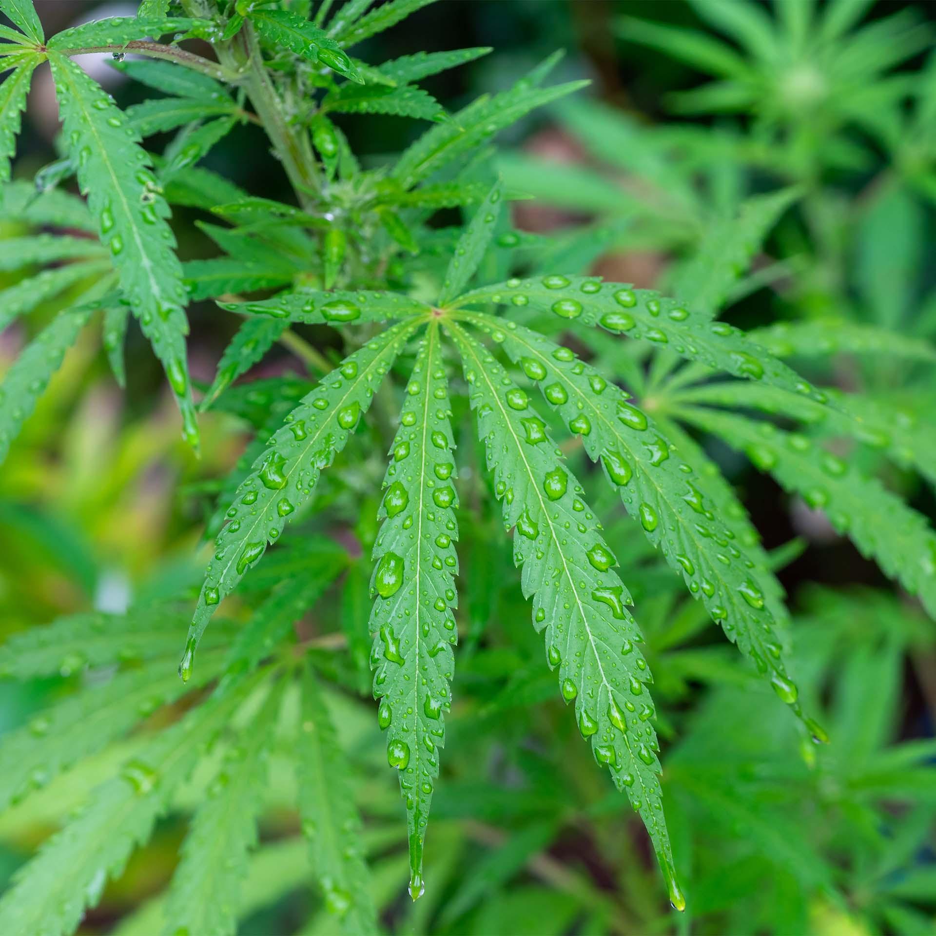 Lotus Bettwaren Lotus Bettwäsche Hanf