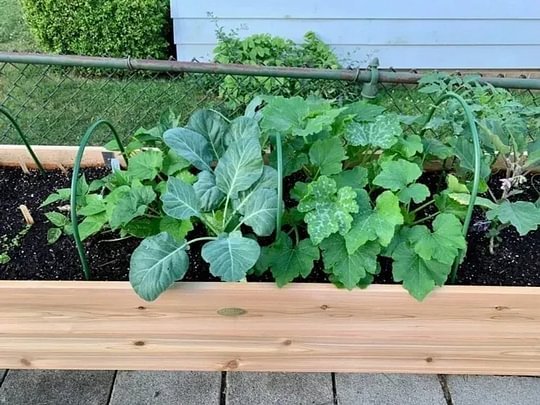 🔥8' X 2' x 4' Self-Watering Eco-Stained Elevated Planter Box+ Arch Trellis